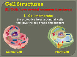 Diagram of an animal cell. Cell Structure Unit 4 Chapter Ppt Video Online Download