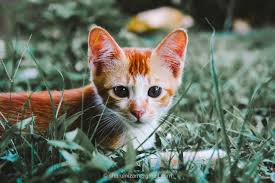 By alexa 27 aug, 2020 post a comment. 19 Keping Gambar Anak Kucing Yang Comel Lagi Imut