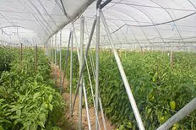 We did not find results for: Polytunnels Horticulture Week