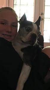 Lost Boston terrier near Cameron Heights