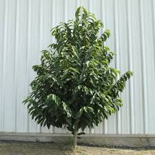 Maybe you would like to learn more about one of these? Pennsylvania Golden Pawpaw Pawpaw Trees Stark Bro S
