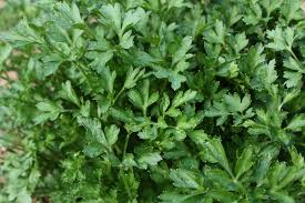 On hot days, harvest parsley in the morning, before the heat warms the plant. How To Grow Parsley Growing Parsley Garden Parsley Parsley Plant