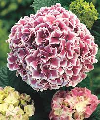 Look At This Raspberry Parfait Hydrangea Plant Set Of Three On Zulily Today Planting Hydrangeas White Flowering Shrubs Beautiful Hydrangeas