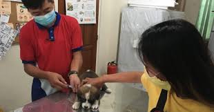 Maybe you would like to learn more about one of these? Ilocos Norte Gov T Offers Free Anti Rabies Shots Castration Philippine News Agency