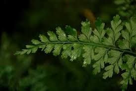 Image result for Pteris atrovirens