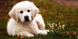 Labrador jhon è il cane perfetto per tutti contatti: Cani Da Appartamento Piccola Taglia Le Razze Perfette Per Tenerlo In Casa Best5 It