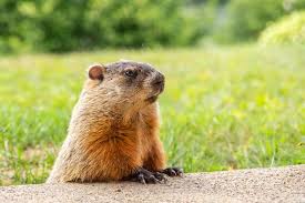 Improve the quality of your inner life. Groundhog Day 2021 Will Phil See His Shadow The Old Farmer S Almanac