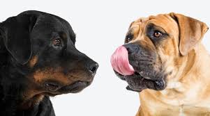 Koop en verkoop dieren en toebehoren op marktplaats. Rottweiler Vs Boerboel Breed Differences Similarities