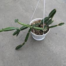 Image result for Cissus crusei