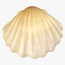 Sea Shell 2 3d Model Ad Sea Shell Model Sea Shells 3d Model Real Model