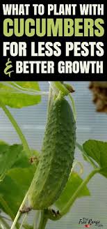 We did not find results for: The Best Companion Plants For Cucumbers In The Backyard Garden Cucumber Companion Plants Companion Gardening Organic Vegetable Garden