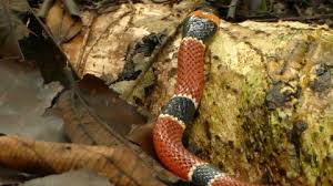 Coral reef stock photos, pictures and images. Fake Coral Stock Video Footage 4k And Hd Video Clips Shutterstock