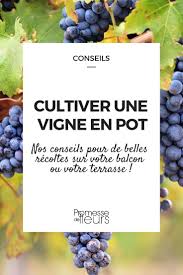Huge sale on garden planter table now on. Cultiver Un Pied De Vigne En Pot Promesse De Fleurs