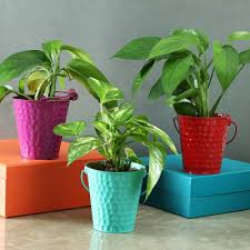 With plant pots, it is first important to check whether your pot comes with drainage holes. Pots Vases Buy Pots Vases Online Flower Pots Vases