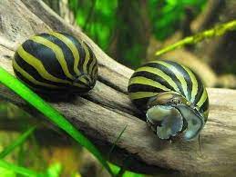Penjelasan Keong Turbo Aquascape Si Keong Pemakan Lumut Aquarium Air Tawar Aquarium Keong