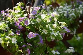 Image result for Sutera debilis