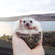 meet biddy, the travelling hedgehog