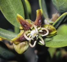 Image result for Apocynaceae subfamily Periplocoideae
