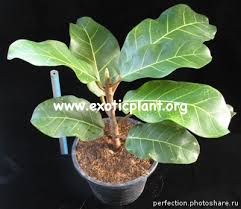 Image result for Ficus trichopoda