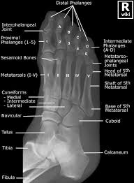 The intrinsic foot muscles comprise four layers of small muscles that have both their origin and insertion attachments within the foot. Foot Radiographic Anatomy Wikiradiography Radiology Student Medical Knowledge Human Anatomy And Physiology
