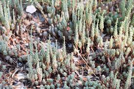 File:Sedum sediforme-Orpin de Nice20150609.jpg - Wikimedia Commons