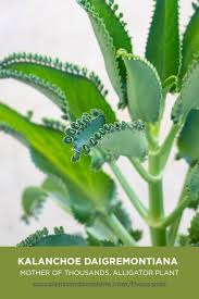 Pin On Clasificacion De Cactus
