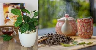 How to create a tea garden | herb garden design, tea garden, planting herbs. Growing Tea Leaves At Home How To Grow Green Tea