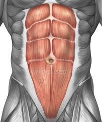 The front wall consists of one muscle, the rectus abdominis (also known as the abs). Close Up View Of Male Abdominal Muscles Muscular Grey Stock Photo 174718120