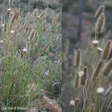 Image result for Anthephora pubescens