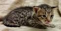 Ocicat Kittens for Sale - Adoptapet