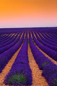 Maybe you would like to learn more about one of these? 34 Different Types Of Purple Flowers For Your Garden Purple Flowers Meaning Beautiful Nature Lavender Fields Purple Flowers