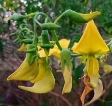 Image result for Crotalaria laburnifolia