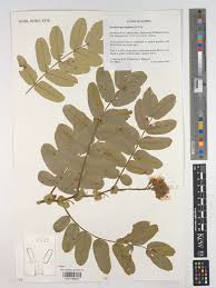 Image result for Brachystegia