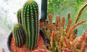 We'll show you how to do it here. How To Propagate Cactus A Prickly Process Epic Gardening