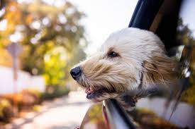 Pets Carpool Articles - Carsales.Com.Au