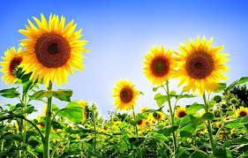 Hubungi sahid 08175404373, atau klik disini untuk detail. Gambar Flora Bunga Matahari Klasifikasi Dan Morfologi Bunga Matahari Ilmu Pengetahuan Lengkap V1olet My Favo Menanam Bunga Wallpaper Bunga Matahari Menanam