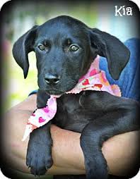 We did not find results for: Cranford Nj Great Dane Meet Great Dane Lab Mix Puppies A Pet For Adoption