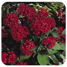 Image result for Pentas schimperiana