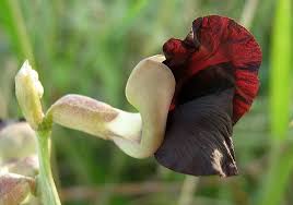 Image result for Macroptilium atropurpureum