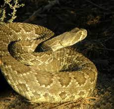 The Mojave Green Rattlesnake A Neurotoxic Venom Cute Snake Rattlesnake Reptiles Names
