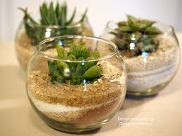 How often to water cactus. Succulents For Desks Offices Indoors Low Light Conditions