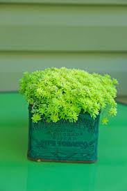 You can also find varieties with lime green leaves that turn deep, rich red and orange in autumn. Episode 33 Chartreuse Plants Finegardening