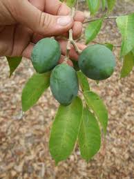 Image result for Burseraceae