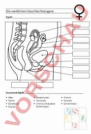 Weibliche geschlechtsorgane klasse 8 frontansicht : Arbeitsblatt Weibliche Geschlechtsorgane Biologie Anatomie Physiologie