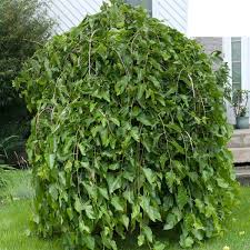 Maybe you would like to learn more about one of these? Fruitless Weeping Mulberry Chaparral Morus Alba My Garden Life