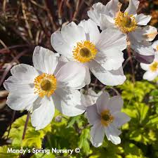 Image result for Anemone transvaalensis