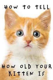 Kitten Development Cats Cats And Kittens Fun Facts About Cats