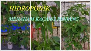 Anda bisa membeli di toko pertanian ataupun membuat sendiri. Menanam Kacang Panjang Hidroponik Youtube