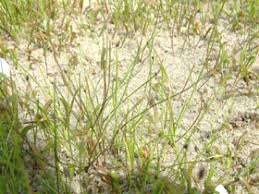 Image result for Isolepis costata