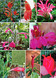 Image result for Acanthaceae